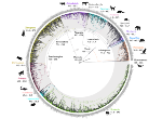 Mammal tree of life. Credit: Mario dos Reis Barros and Sandra Alvarez-Carretero.